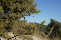 Image of Stachys atherocalyx K. Koch