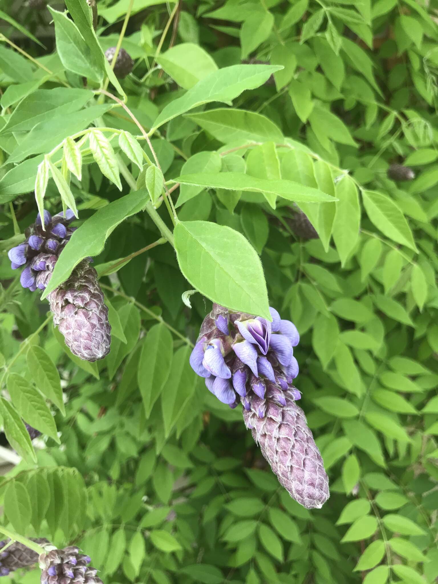 Image of American wisteria