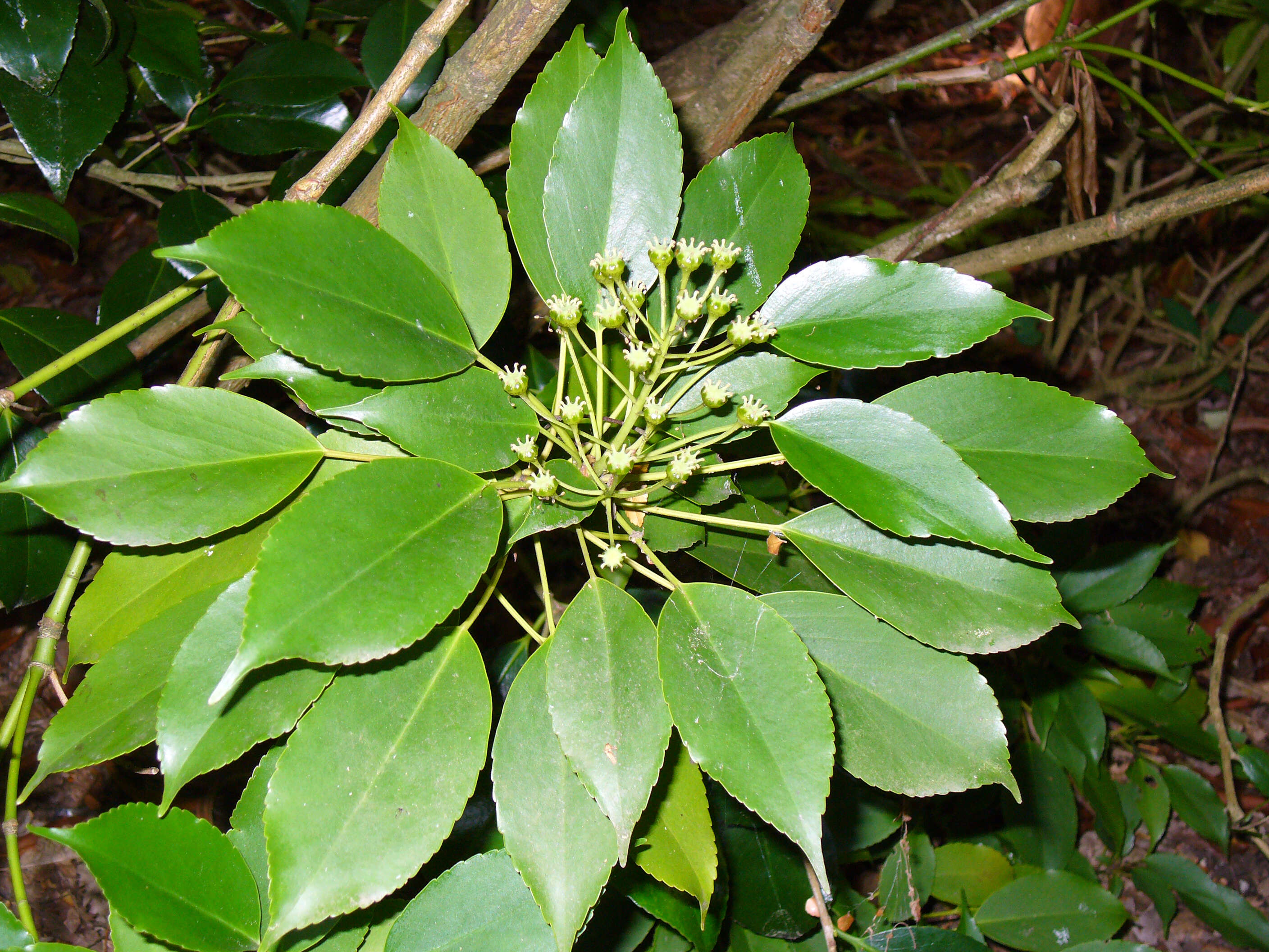 Image of Trochodendron