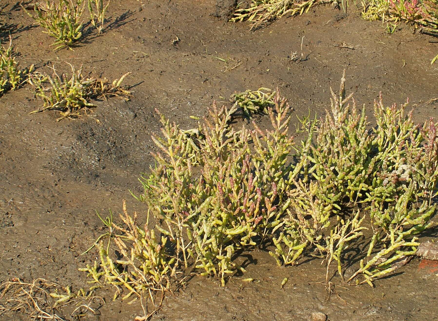 Image of glasswort