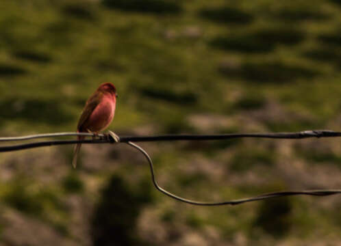 Image of Himalayan White-browed Rosefinch