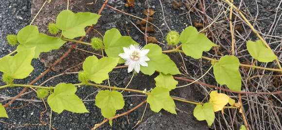 Sivun Passiflora foetida L. kuva