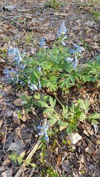 Image of Corydalis turtschaninovii Bess.