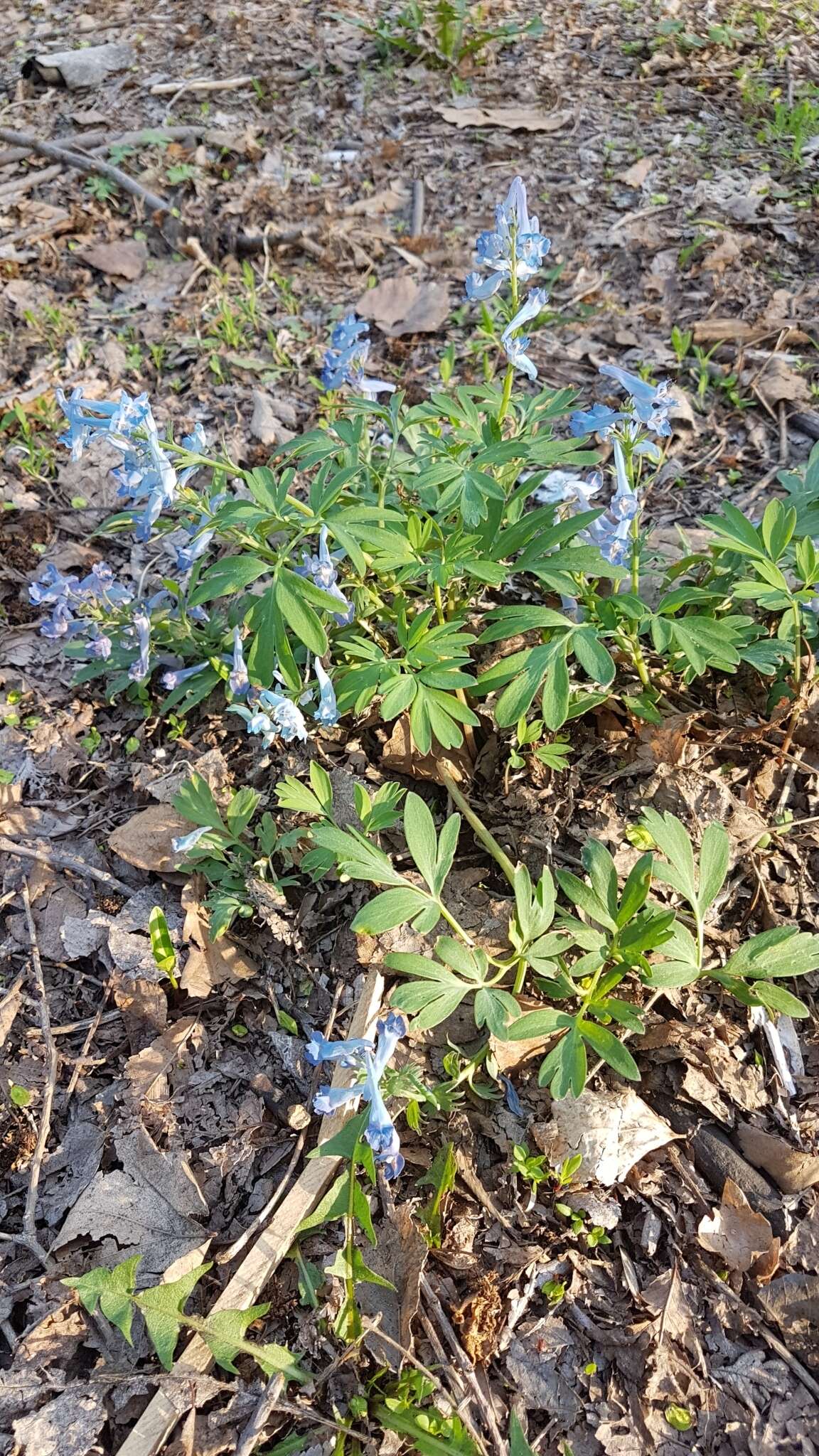 Imagem de Corydalis turtschaninovii Bess.