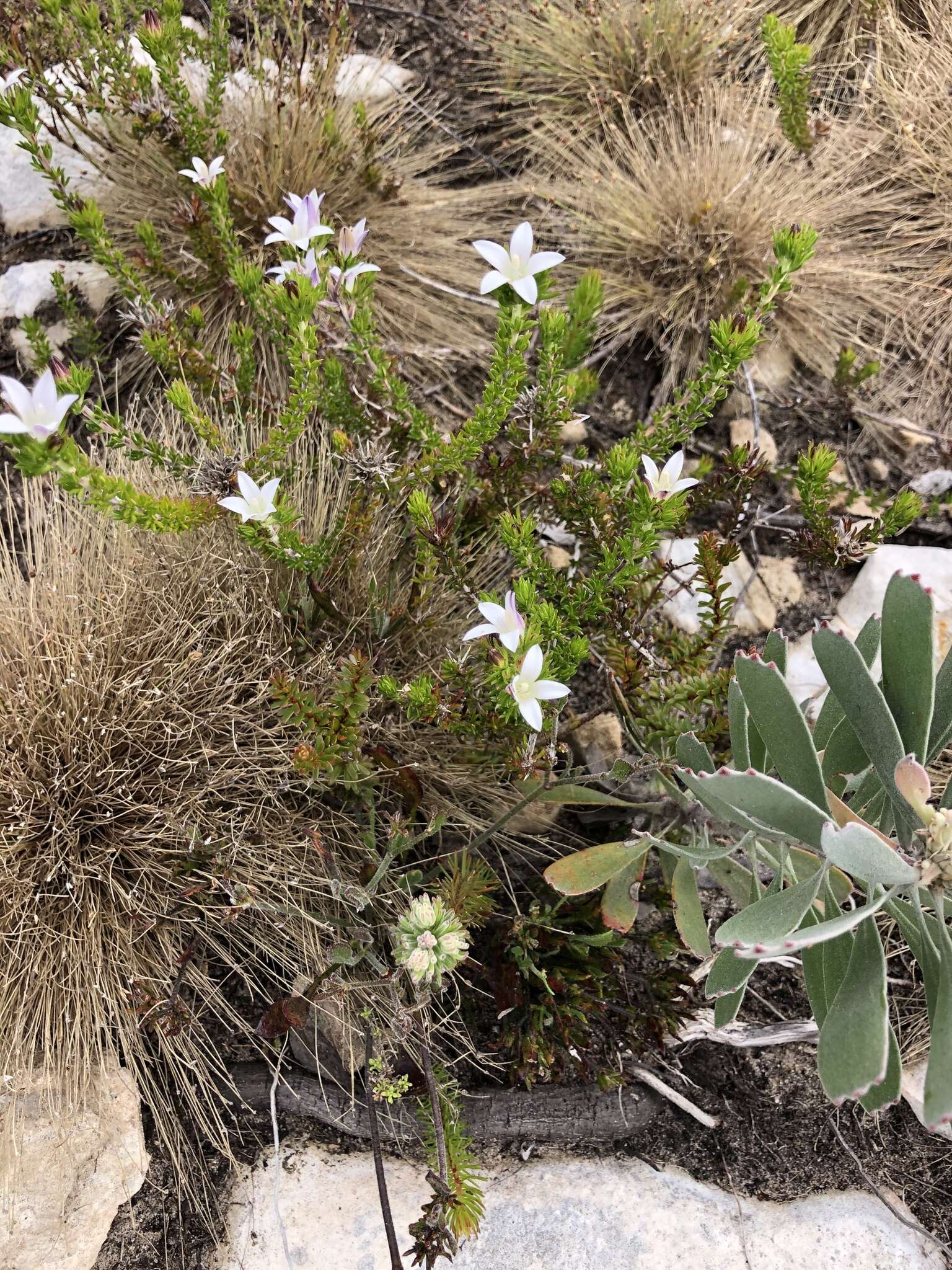 Image of Wahlenbergia calcarea (Adamson) Lammers