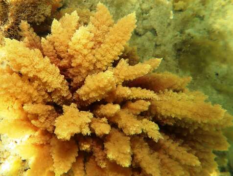 Image of Red asparagus algae