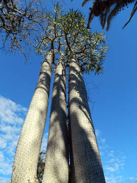 صورة Pachypodium mikea Lüthy