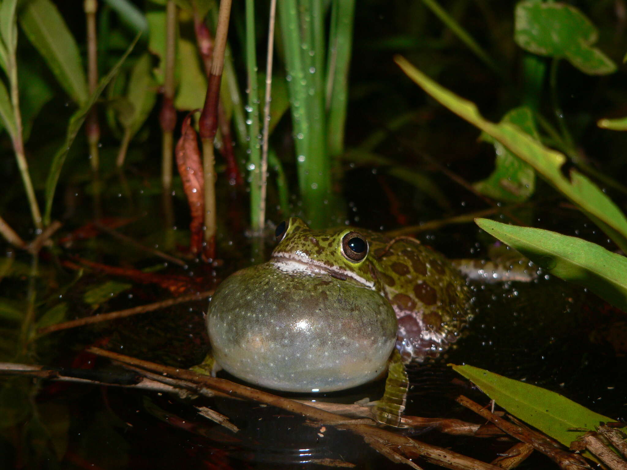 Image of Barking Treefrog