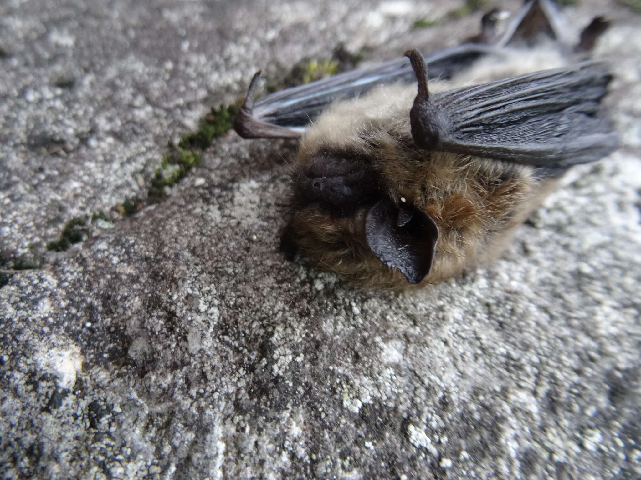 صورة Myotis leibii (Audubon & Bachman 1842)