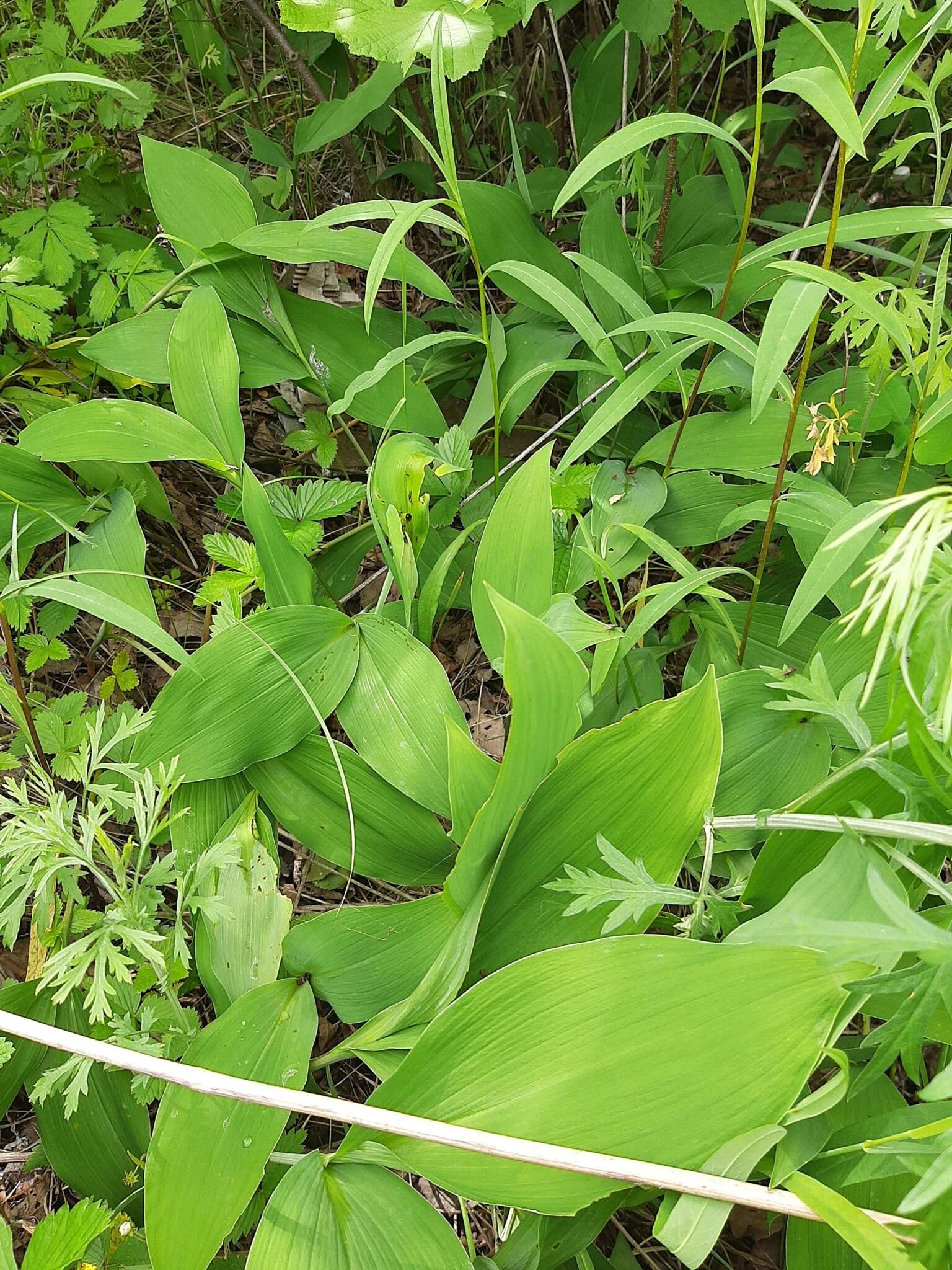 Image of Convallaria keiskei Miq.