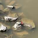 Image of Ringed Map Turtle