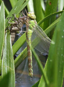 Image of Green Hawker