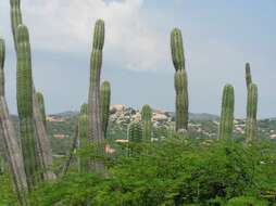 Cereus repandus (L.) Mill. resmi