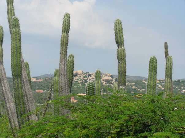 Cereus repandus (L.) Mill. resmi