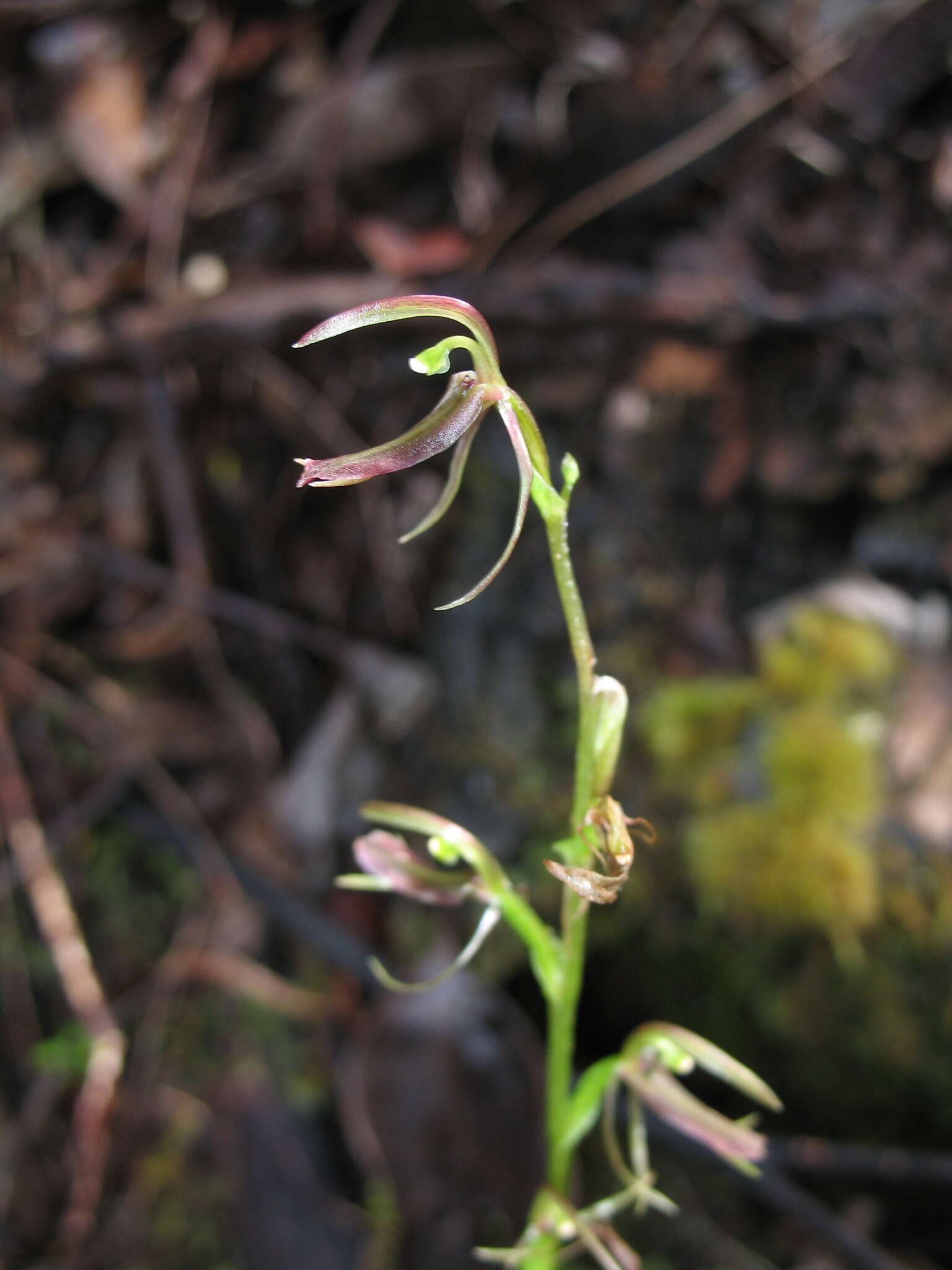 Image of Cyrtostylis reniformis var. huegelii (Endl.) Benth.