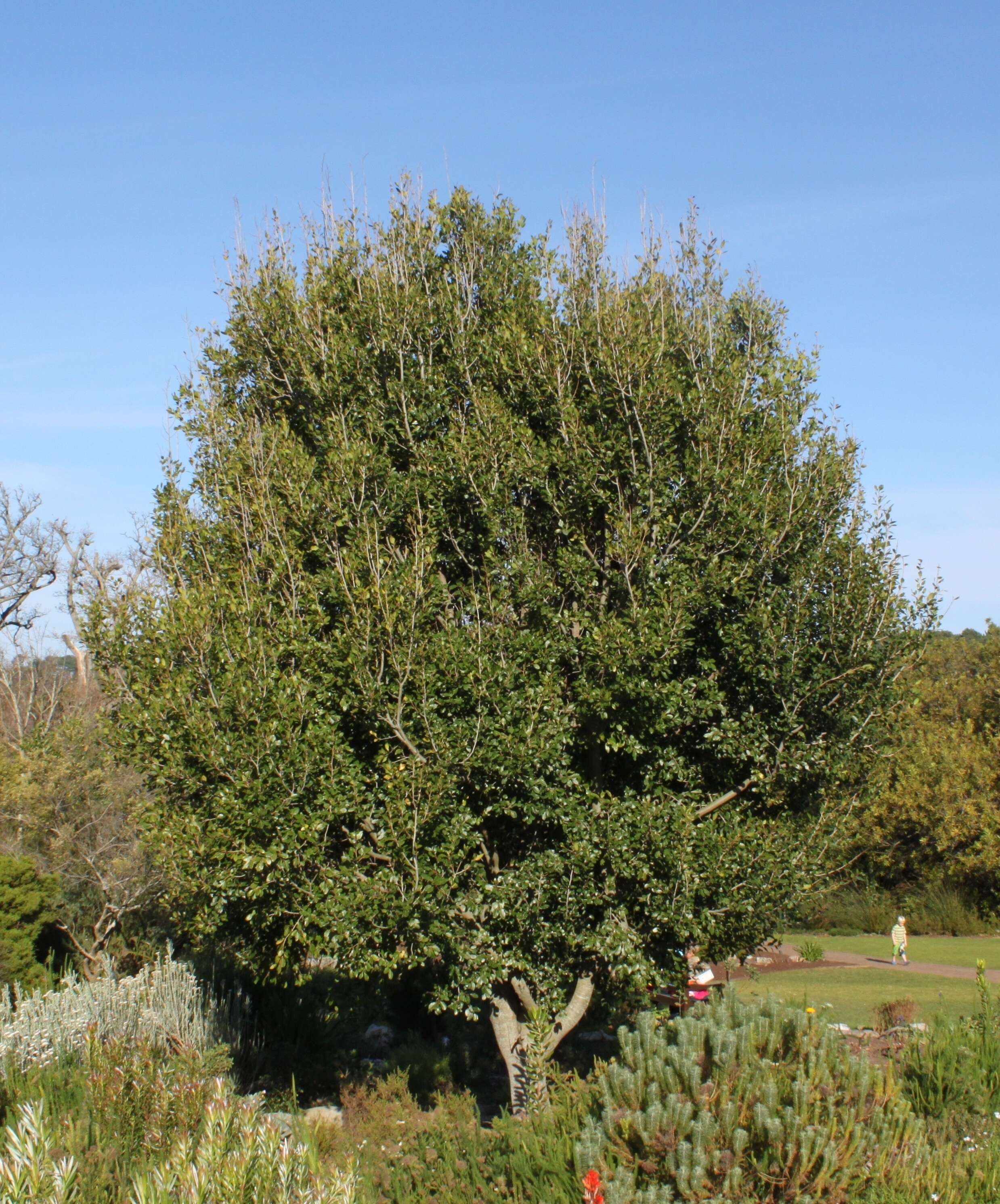 Image of Apodytes dimidiata E. Mey. ex Arn.