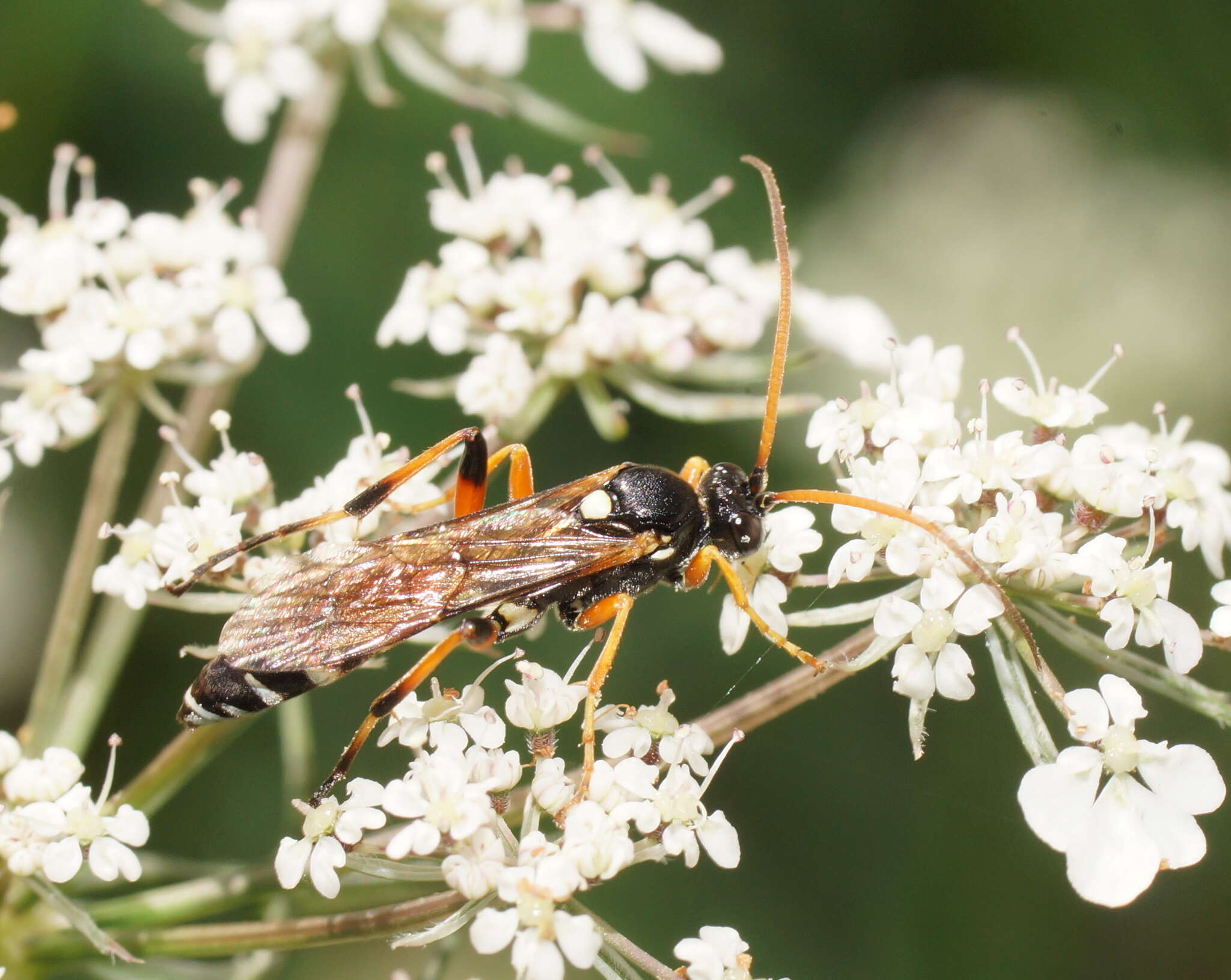 Sivun Ichneumon promissorius Erichson 1842 kuva