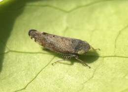 Image of Privet Leafhopper
