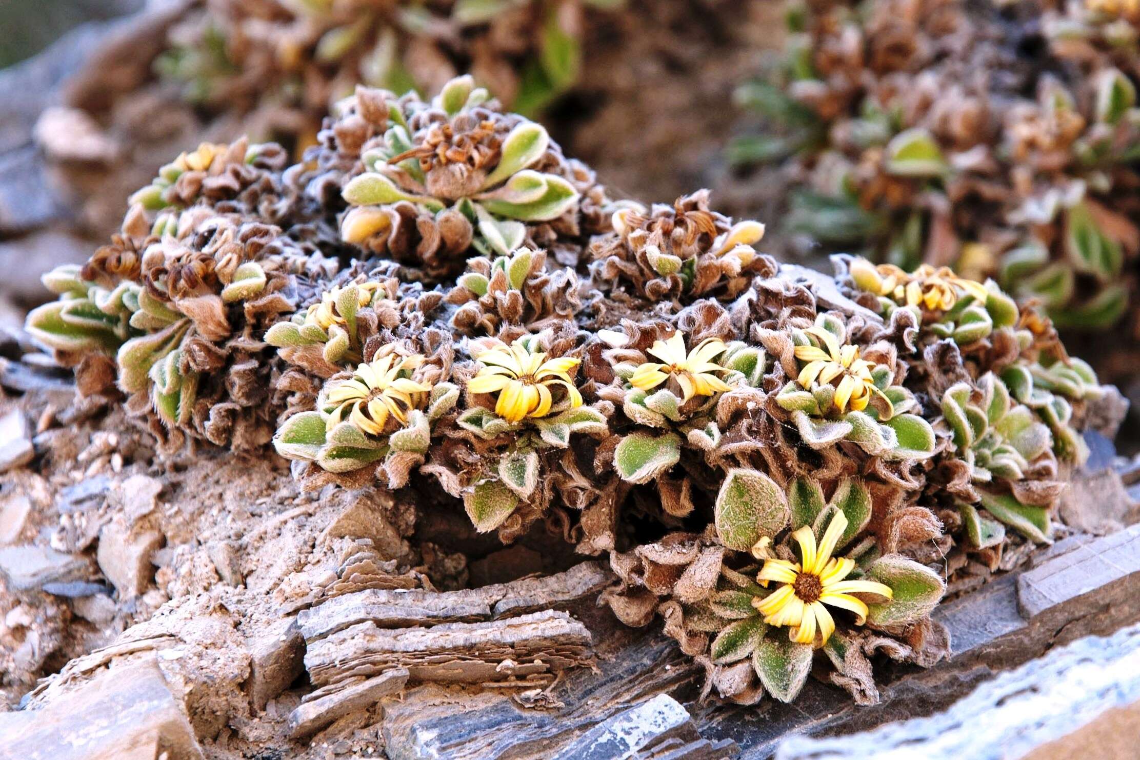 Image of estrella de mar