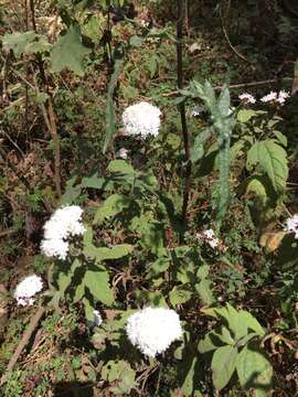 Image of Stevia monardifolia Kunth