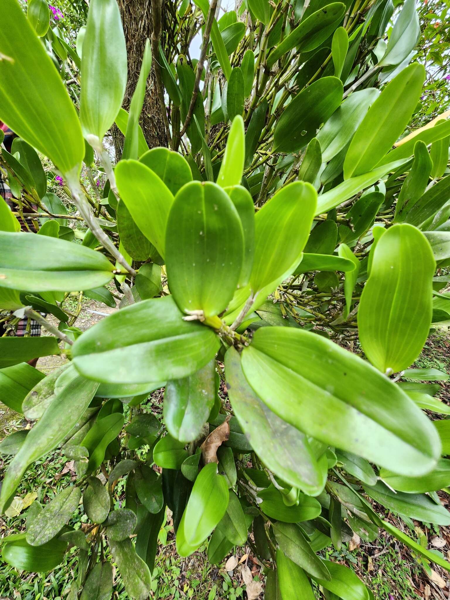 Dendrobium comatum (Blume) Lindl.的圖片