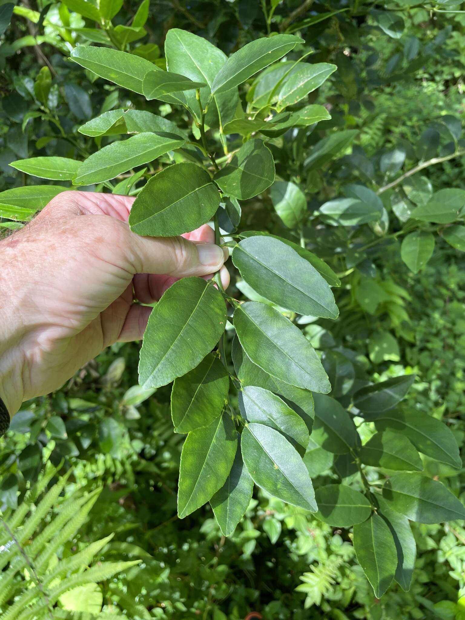 Plancia ëd Citrus aurantiifolia (Christm.) Swingle