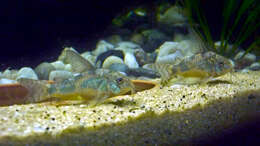 Image of peppered corydoras