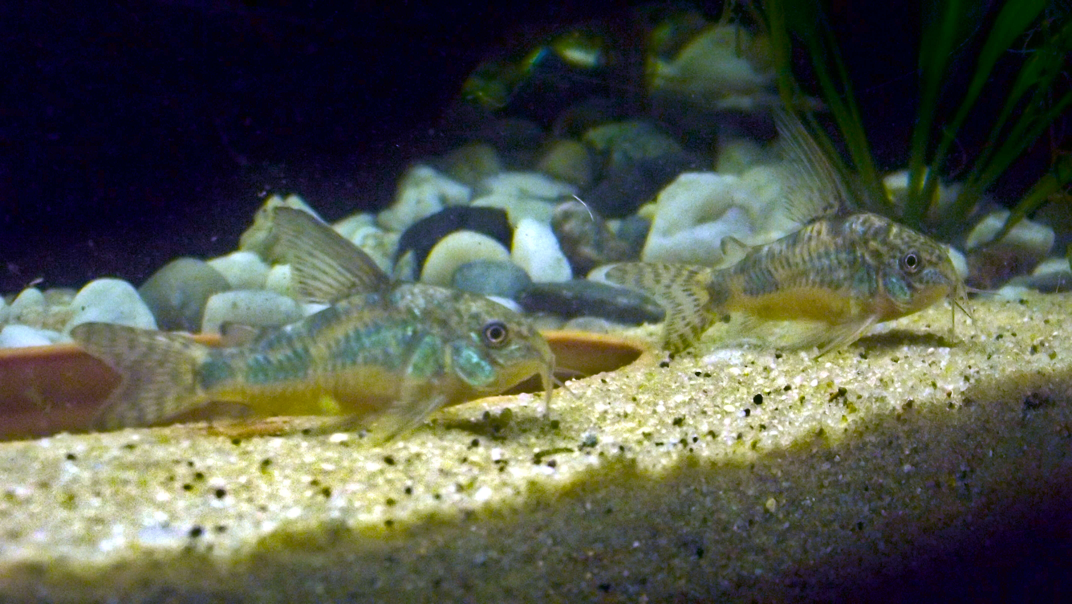 Image of peppered corydoras