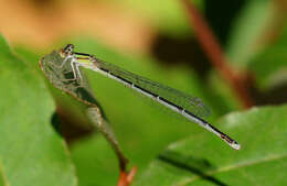 Image of Vesper Bluet