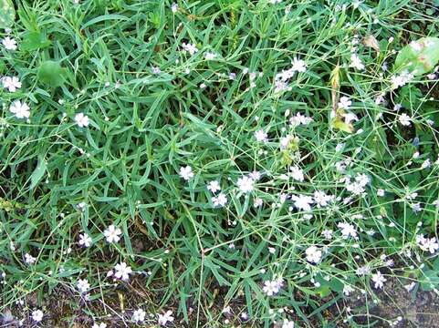 Image of creeping baby's-breath