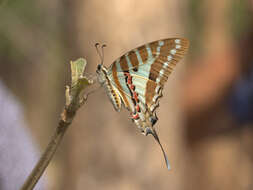 Слика од Graphium nomius (Esper 1798)