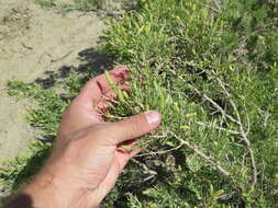 Image of black greasewood