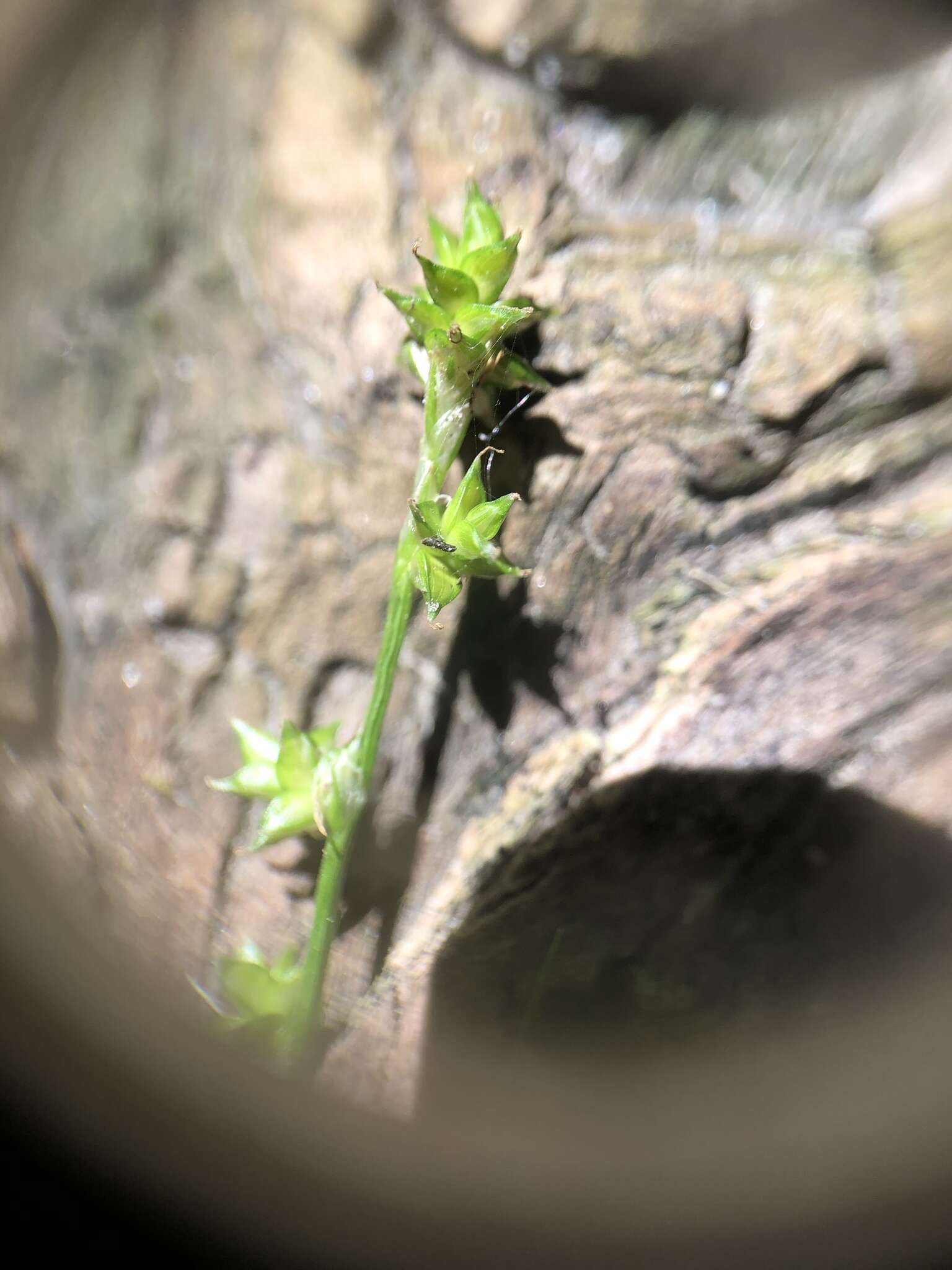 Image of Weak Stellate Sedge