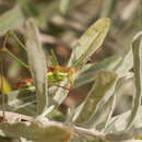Image of striped bush-cricket