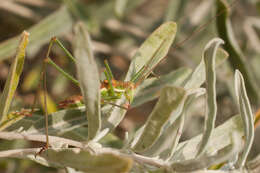 Image of striped bush-cricket