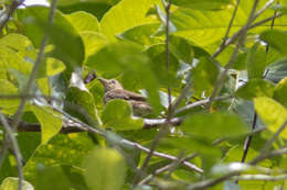 Image of Muscicapa williamsoni williamsoni Deignan 1957