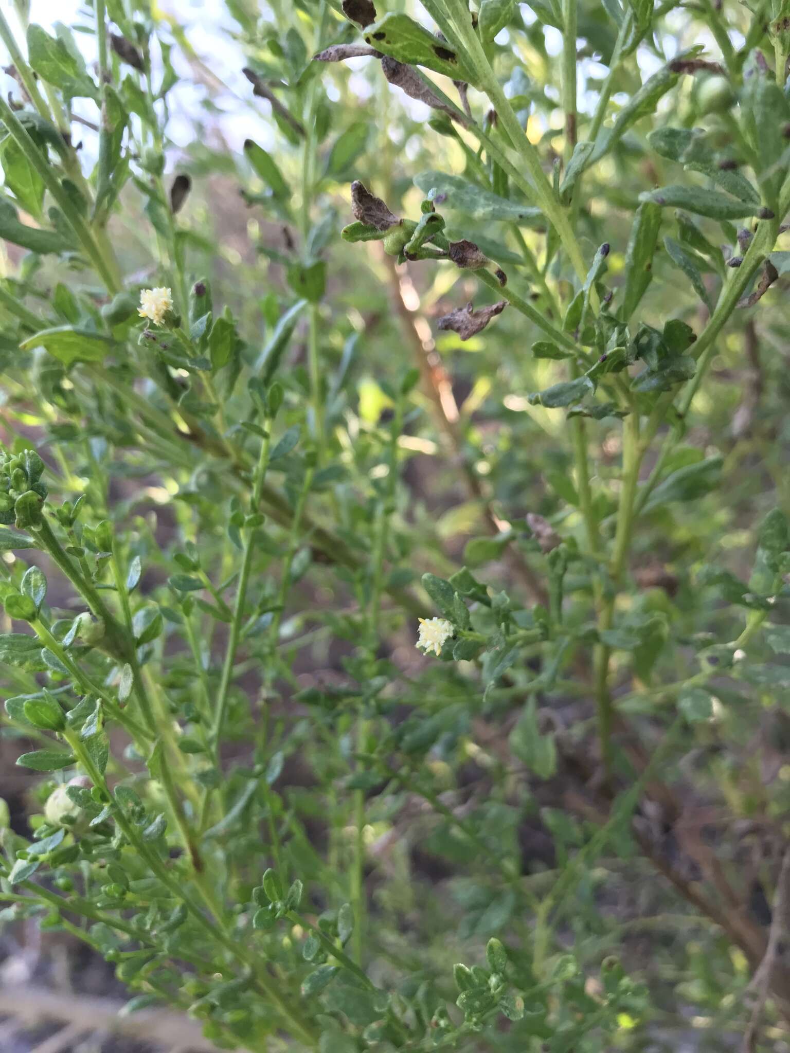 Image of Baccharis pilularis subsp. consanguinea (DC.) C. B. Wolf