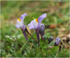 Image of Linaria reflexa subsp. reflexa