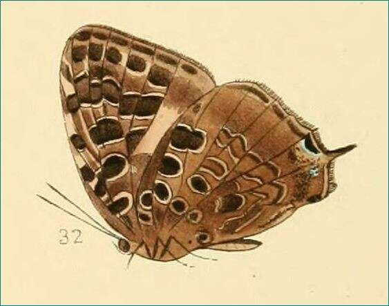 Image de Arhopala anthelus (Westwood (1852))