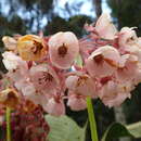 Image de Dombeya antsianakensis Baill.