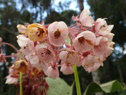 Image of Dombeya antsianakensis Baill.