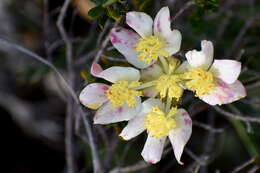 Image of Xanthosia tomentosa George