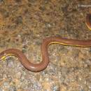 Image of Beddome's Caecilian