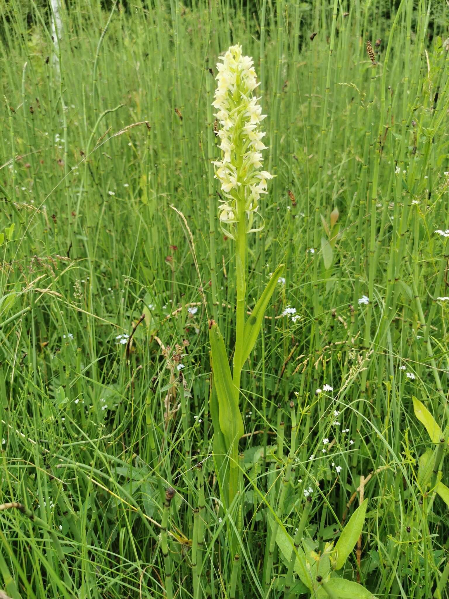 Dactylorhiza incarnata subsp. ochroleuca (Wüstnei ex Boll) P. F. Hunt & Summerh. resmi