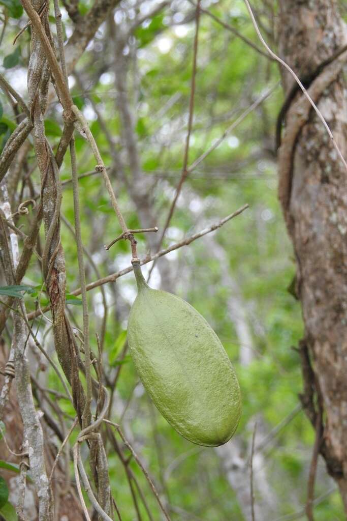 Imagem de Anemopaegma puberulum (Seibert) Miranda