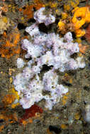 Image de éponge cavernicole violette