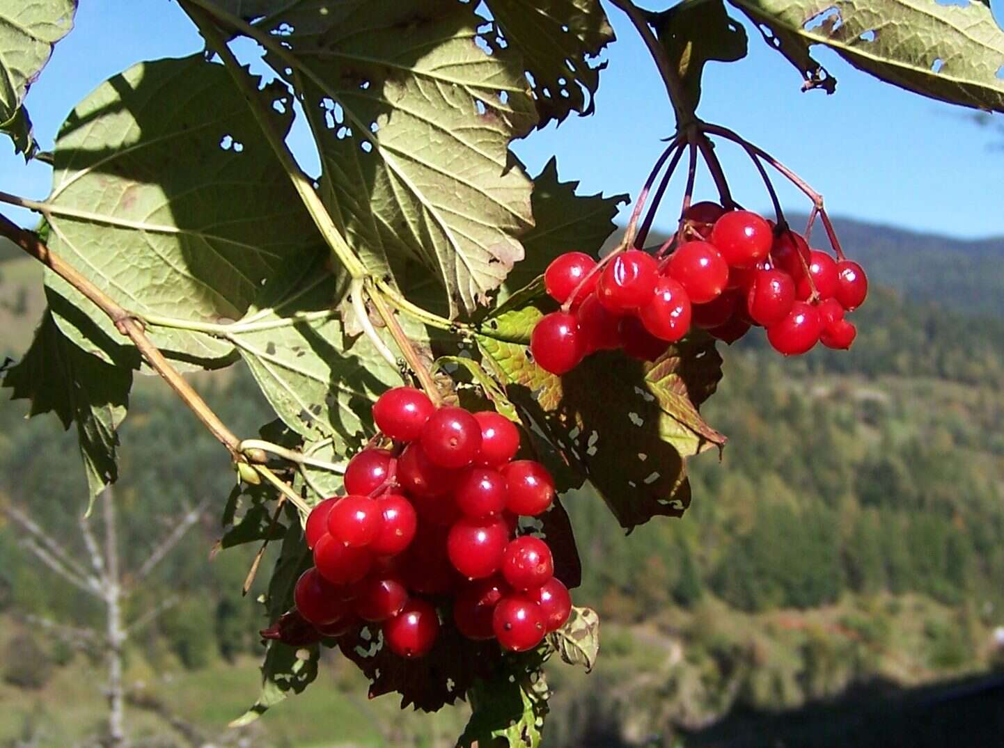 Image of Cranberry-tree