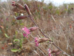 Image of simple campion