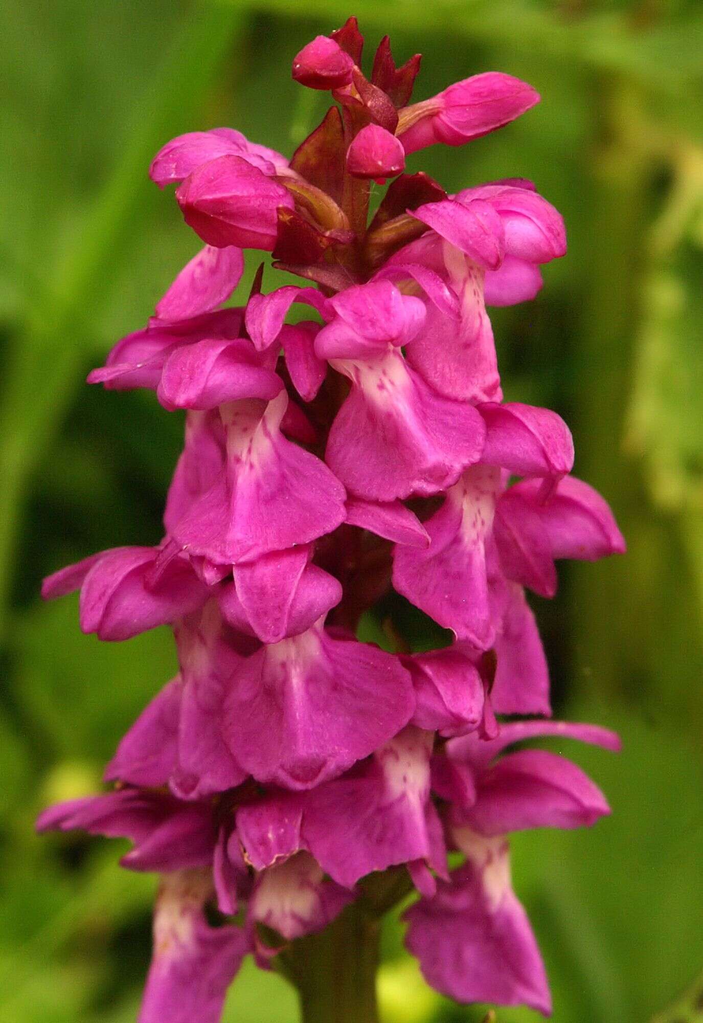 Image of Coeloglossum