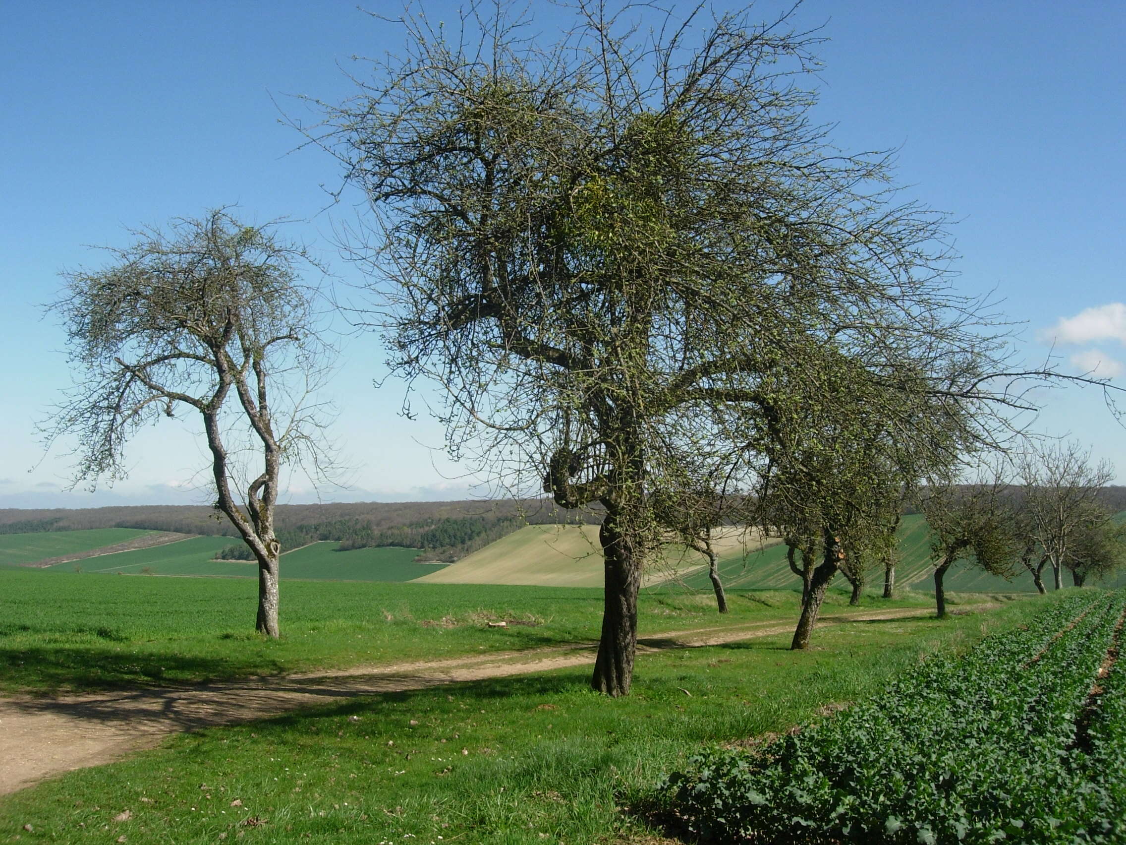 Image of European mistletoe